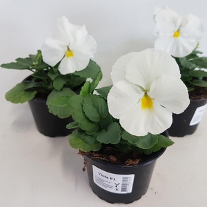Viola Alpha F1 White