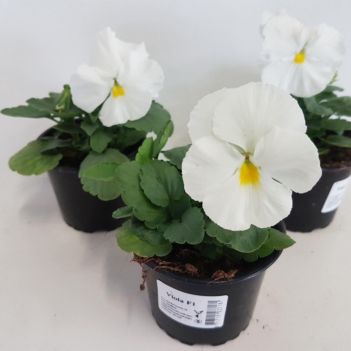 <h4>Viola Alpha F1 White</h4>