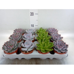 Echeveria   ...mix
