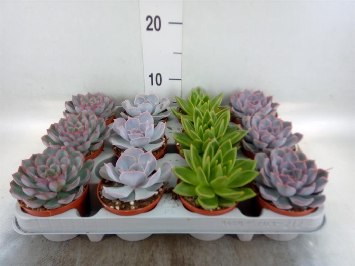 <h4>Echeveria   ...mix</h4>