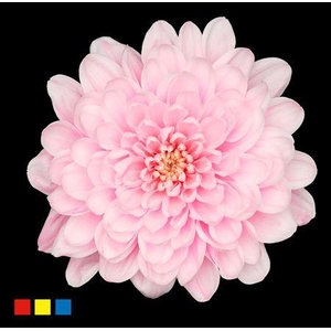 Chr T Altaj Pastel Pink