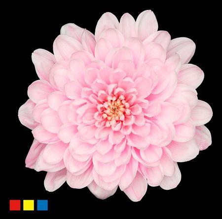 <h4>Chr T Altaj Pastel Pink</h4>