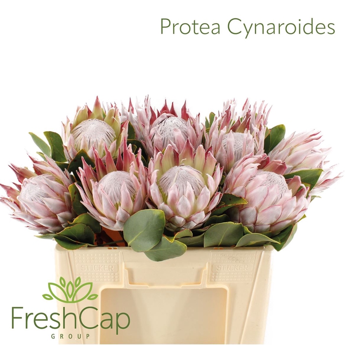 <h4>Protea Cynaroides</h4>