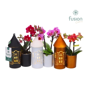 LED Duo glazen huis met Phalaenopsis