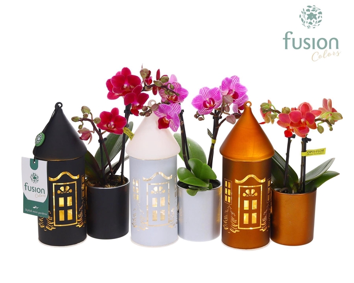 <h4>LED Duo glazen huis met Phalaenopsis</h4>