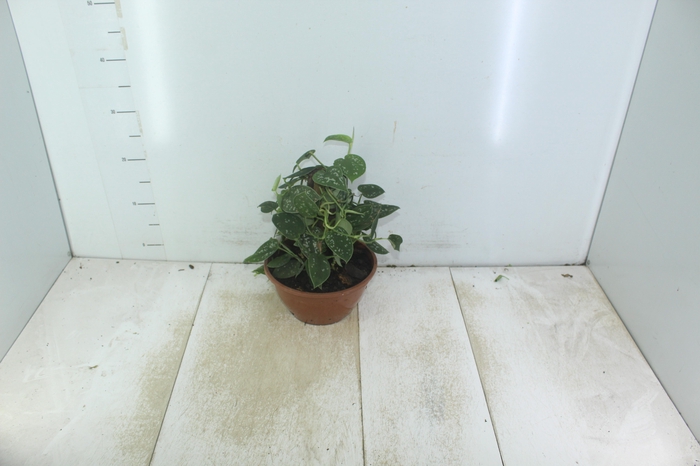 <h4>SCINDAPSUS ARGYRAEUS C21</h4>