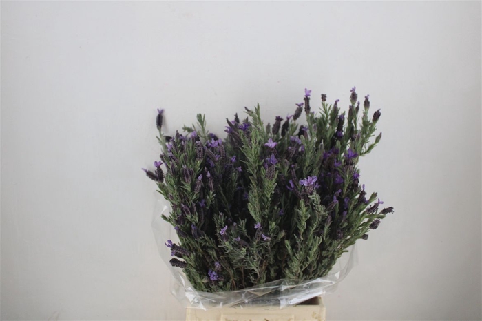 <h4>Lavendel Fresh P Bunch</h4>