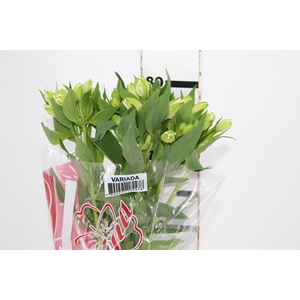 ALSTROEMERIA MISTRAL 080 CM