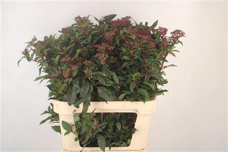 <h4>Viburnum Tinus Red Spirit</h4>