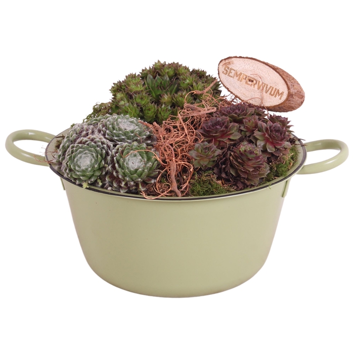 <h4>Opm Semp Arr. Outdoor Zinc Bowl</h4>