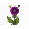 Dahlia Cartouche