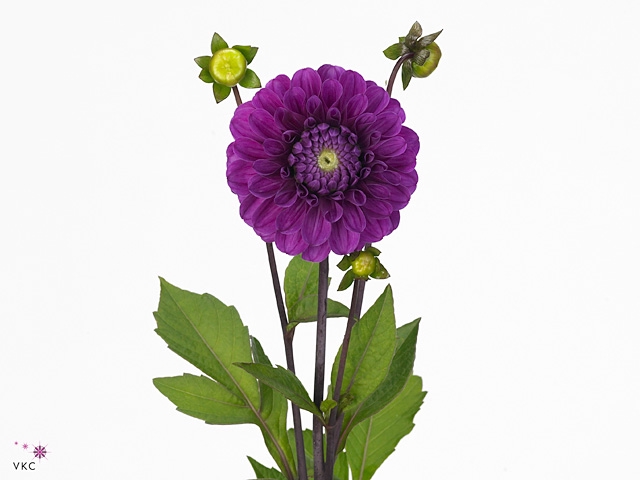 Dahlia Cartouche