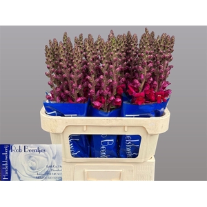 Antir Antibes Red