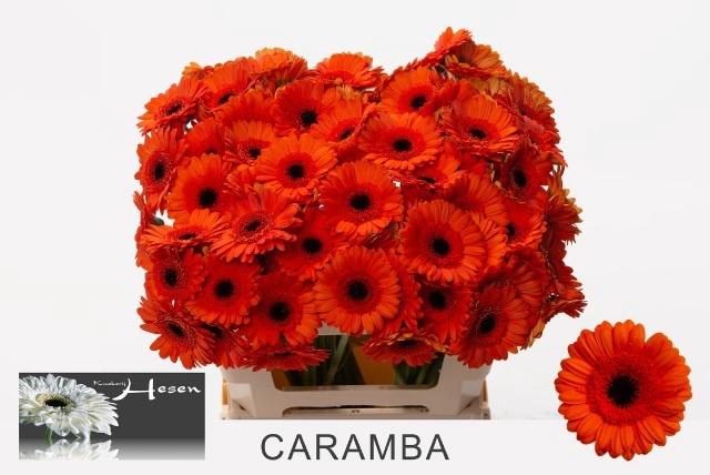 <h4>GE MI CARAMBA</h4>