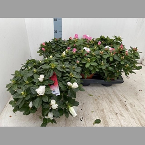 RHODO SI VOGEL GEM