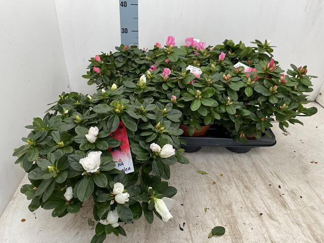 <h4>RHODO SI VOGEL GEM</h4>