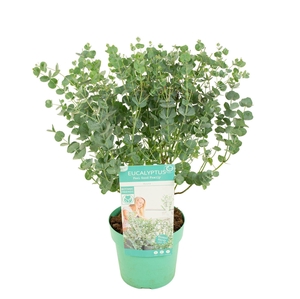 Eucalyptus gunnii 'Azura'