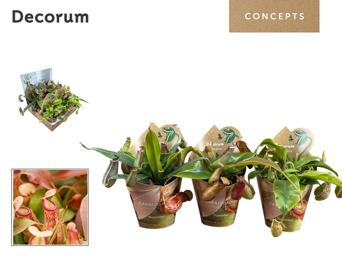 VLEESETENDE PLANTEN