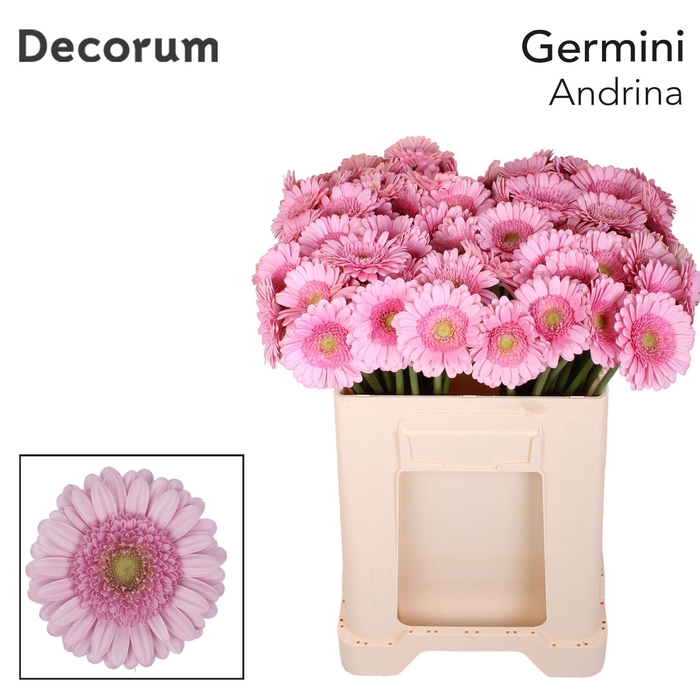 <h4>Germini Andrina Water</h4>