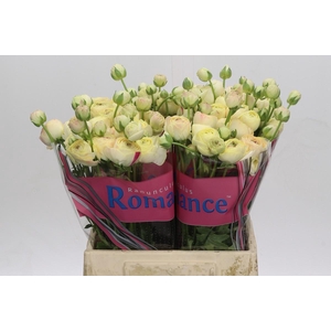 Ranunculus Romance Hydra