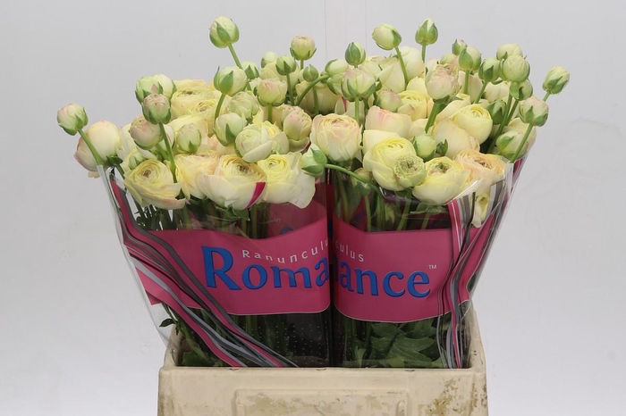 Ranunculus Romance Hydra