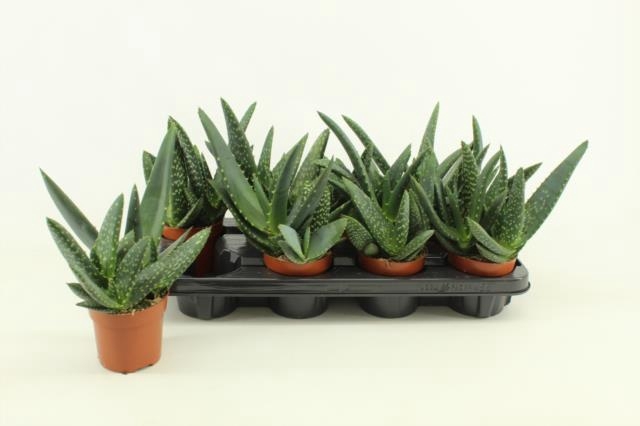 ALOE PARADISICUM