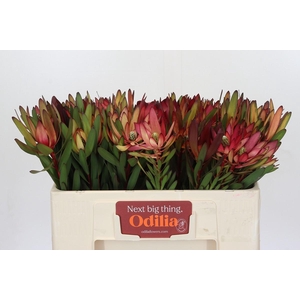 Leucadendron Safari Sunset