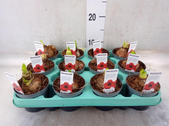 <h4>Hippeastrum   ...</h4>