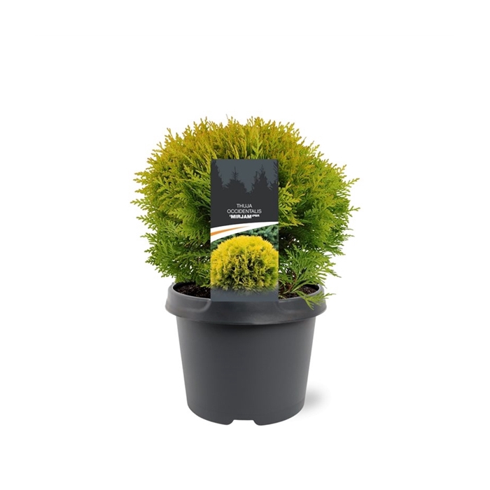 <h4>Thuja occidentalis 'Mirjam' (pbr)</h4>