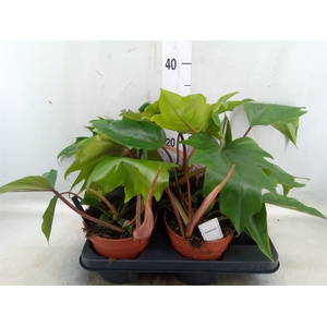 Philodendron   ...