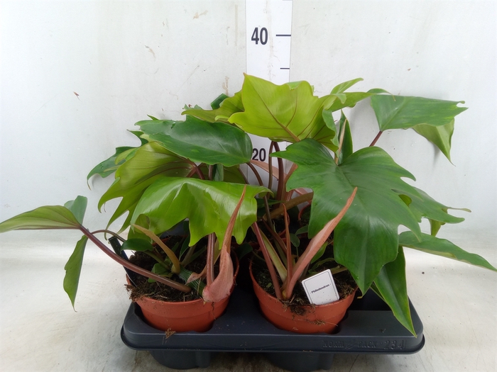 <h4>Philodendron   ...</h4>