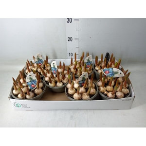 Muscari  'Early Bird'