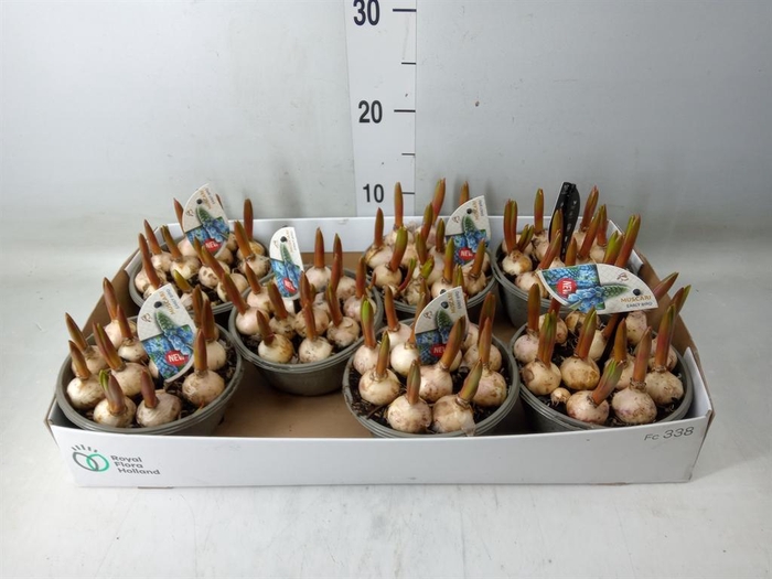 <h4>Muscari  'Early Bird'</h4>