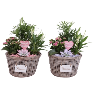 Grandmothers Day Arr. Indoor Willow Basket Flowersign Ø27cm 4PP