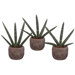 Sansevieria Cylindrica Handshake in Ø16Cm Ceramic EV665