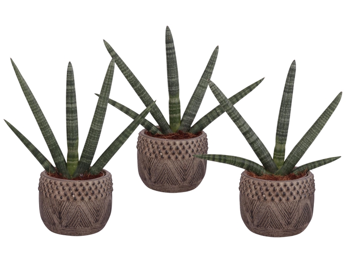 <h4>Sansevieria Cylindrica Handshake in Ø16Cm Ceramic EV665</h4>
