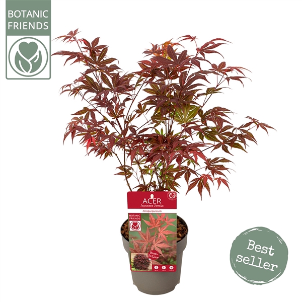 <h4>Acer palm. 'Atropurpureum'</h4>