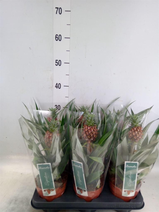 <h4>Ananas  'Rosita'</h4>