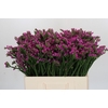 Limonium sinuatum Rosa Sun Birds