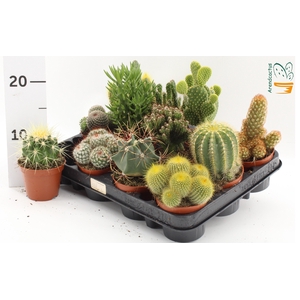 CACTUS GEM