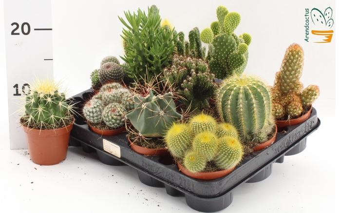 <h4>CACTUS GEM</h4>