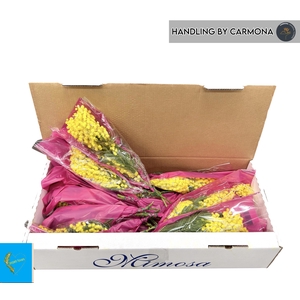 ACACIA BAILEYA BL BS