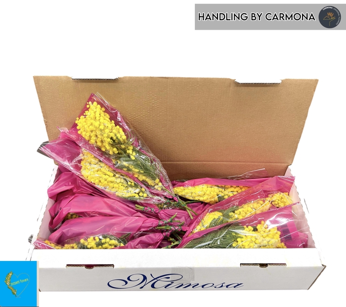 <h4>ACACIA BAILEYA BL BS</h4>