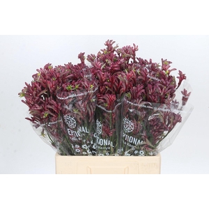 Anigozanthos Bush Princess