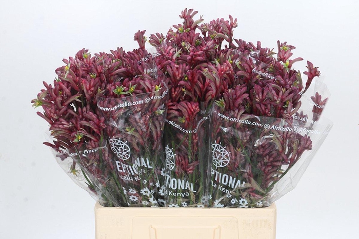 <h4>Anigozanthos Bush Princess</h4>