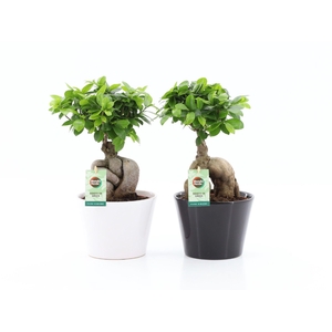 Ficus Ginseng Zwart / Wit Keramiek