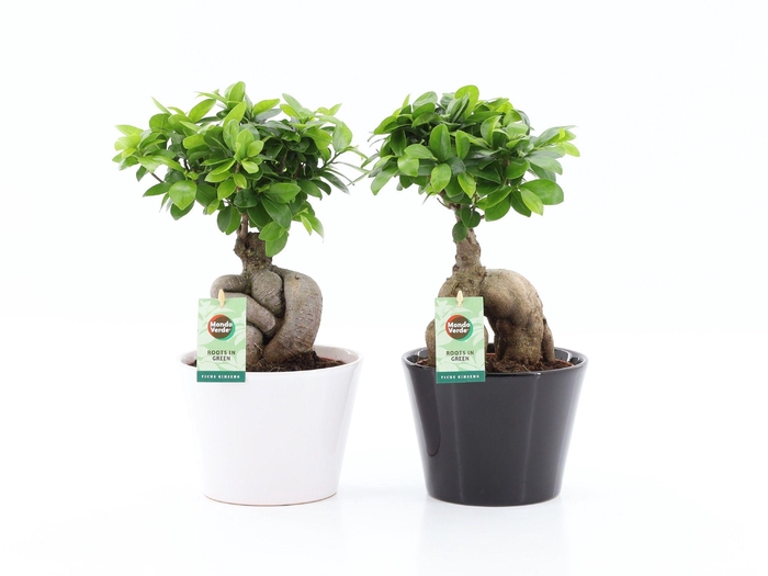 <h4>Ficus Ginseng Zwart / Wit Keramiek</h4>
