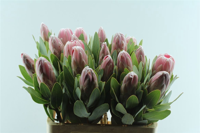 <h4>Protea Penny Pink</h4>