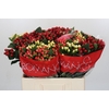 Hypericum Rainbow Romance