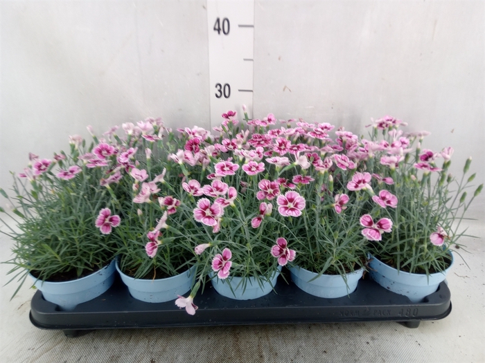 Dianthus car. 'Mountain Frost Pink'